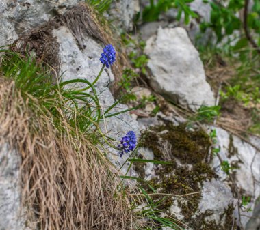 Tepenin yamacında yabani mavi çiçekler. Seçici odak.