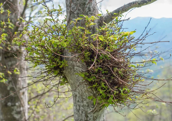 Mladá Zelená Výhonky Větev Dospělém Stromě Selektivní Zaměření — Stock fotografie