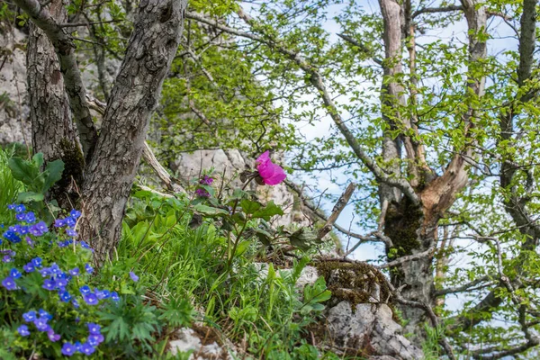 Paisagem Montanha Primavera Peônia Selvagem Vermelha Lado Uma Montanha — Fotografia de Stock