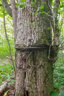 Demir ip büyük meşe ağacının etrafına bağlanmış..