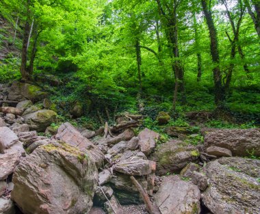 Ormandaki büyük yosunlu kayalar. Seçici odak.
