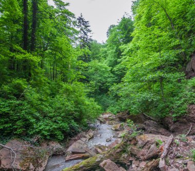 Orman manzarası. Bir dağ deresinin yatağında kayalar ve kütükler. Seçici odak.
