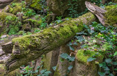 Loach örgü yosun kaplı taş ve kütüklerden oluşan yeşil yapraklar. Seçici odak.