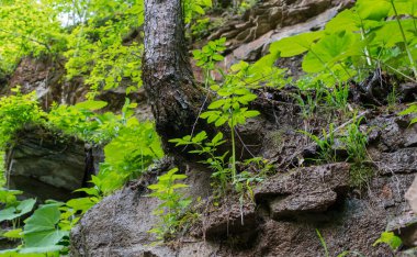 Kayalık arazide bir uçurumun kenarındaki eğri meşe ağacı..