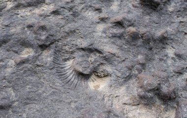 Büyük bir kabuğun izi. Kayanın üzerindeki Ammonite 'in baskısı..