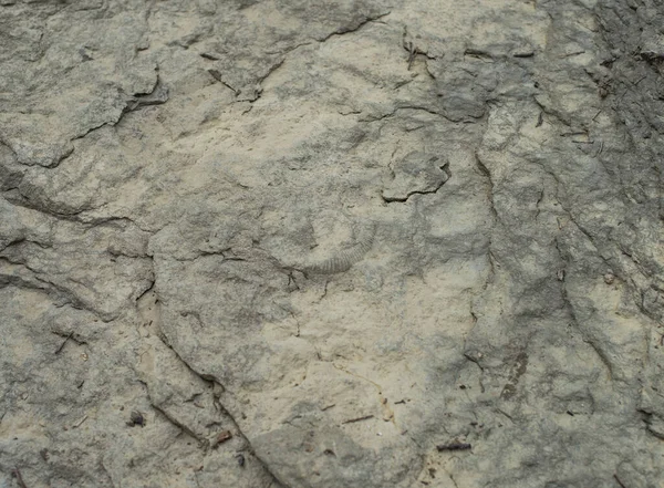 Que Sobresale Piedra Del Antiguo Fósil Amonita — Foto de Stock