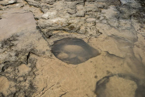 Coastal Stone Surface Holes Low Tide — Stock Photo, Image