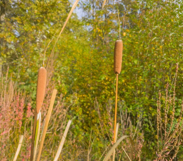 Trockener Rohrkolben Auf Einem Hintergrund Vergilbter Herbstbüsche Selektiver Fokus Mobiles — Stockfoto