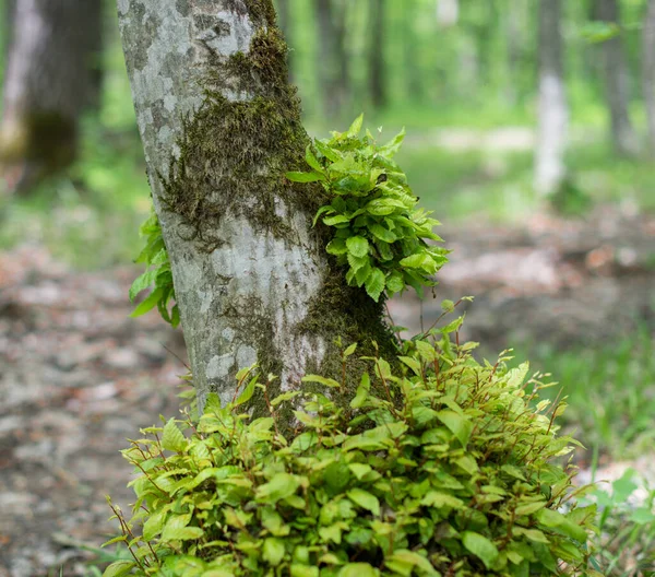 Mladé Zelené Výhonky Dospělém Stromu — Stock fotografie