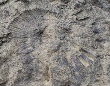 Dağ nehrinin dibindeki taş zemine büyük bir ammonitin izi. Rusya, Kafkasya.