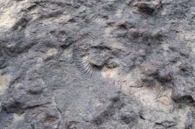 Büyük bir kabuğun izi. Kayanın üzerindeki Ammonite 'in baskısı..