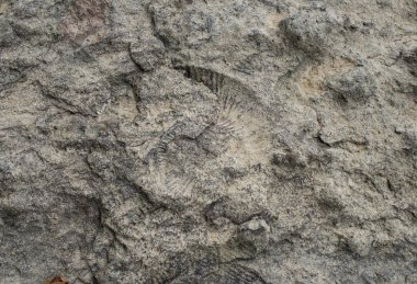 Büyük bir kabuğun izi. Kayanın üzerindeki Ammonite 'in baskısı..