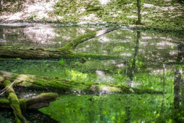 Ormanda bataklık. Yosun ağacı su yüzeyinin üstünde çıkar..