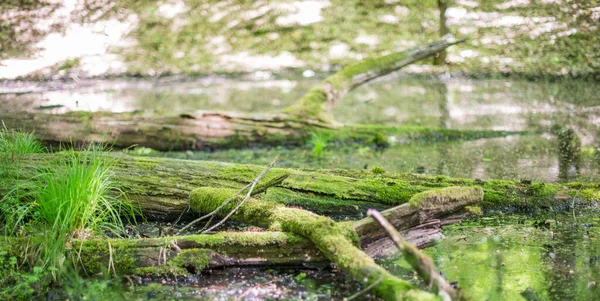 Bagno Lesie Nad Powierzchnią Wody Wystają Mechy — Zdjęcie stockowe