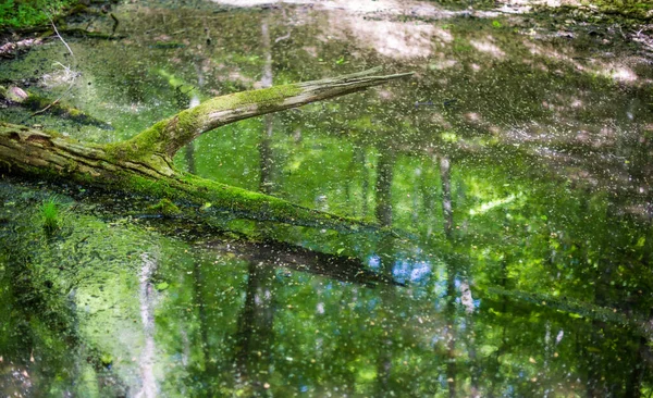 Bagno Lesie Nad Powierzchnią Wody Wystaje Mech — Zdjęcie stockowe