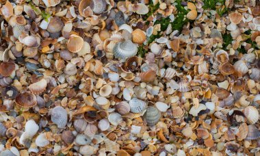 Deniz kabuğu ve yosun plajının dokusu.