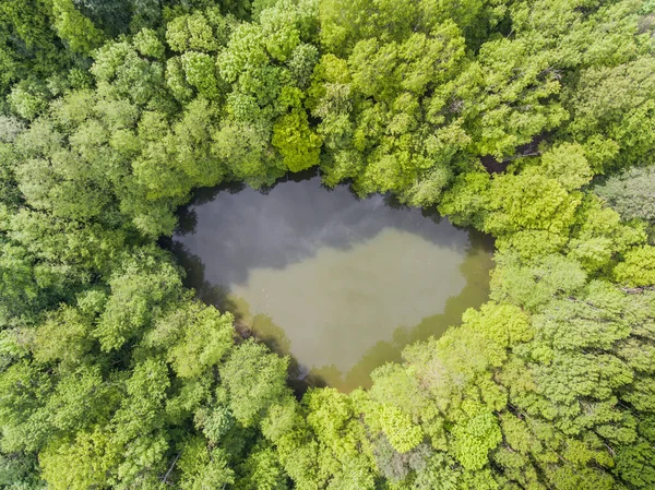 Vista Aérea Superior Del Lago Fangoso Bosque Salvaje Drone Foto —  Fotos de Stock