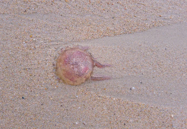 Piccole Meduse Gettate Sulla Riva Sabbiosa Dalla Marea — Foto Stock