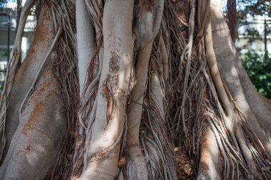 Büyük bir Ficus ağacının gövdesi. Seçici odak.