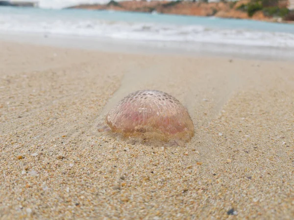 Água Viva Foi Jogada Para Fora Por Uma Onda Costa — Fotografia de Stock