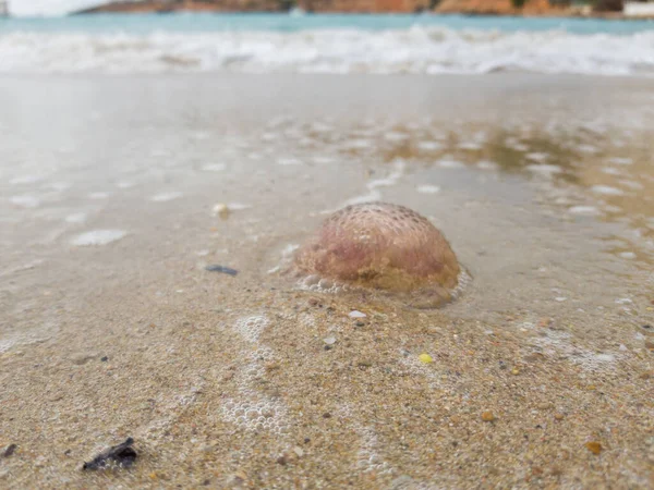 Medusa Morta Schiuma Mare Focus Selettivo — Foto Stock