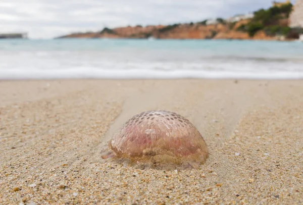 Medusa Morta Schiuma Mare Focus Selettivo — Foto Stock