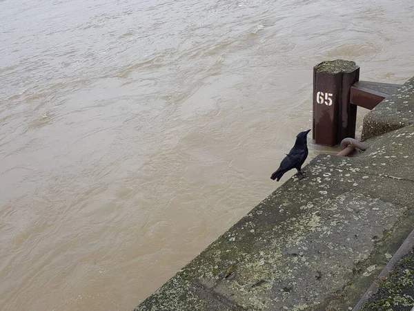 Black Raven Banks Muddy River — Stock Photo, Image