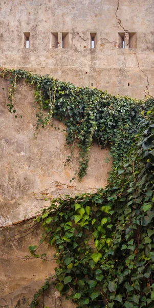 Die Burgmauer Ist Von Schmerlen Überwuchert Selektiver Fokus — Stockfoto