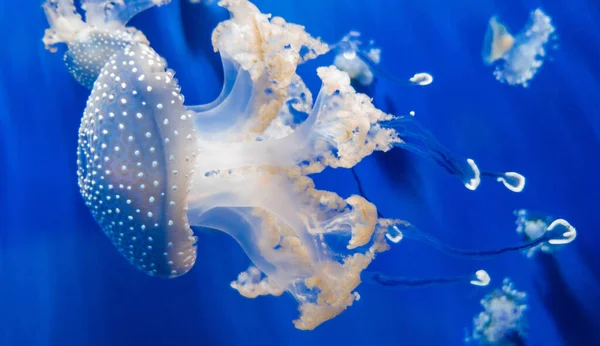 Las Medusas Manchadas Blancas Flotan Bajo Agua — Foto de Stock