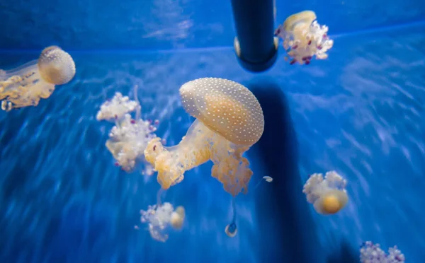 Muchas Medusas Nadando Acuario Cerca Tubería — Foto de Stock