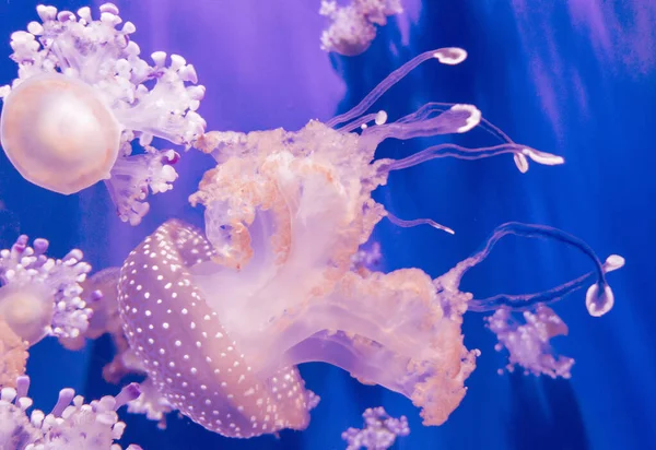 Medusas Moteadas Nadan Acuario Luz Roja —  Fotos de Stock