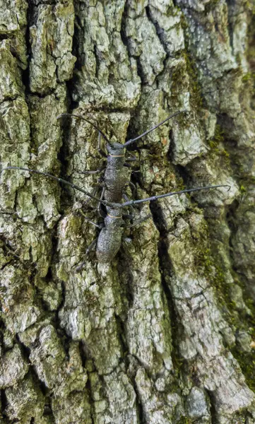 Dubové Kůře Páří Brouci Cerambycidae — Stock fotografie