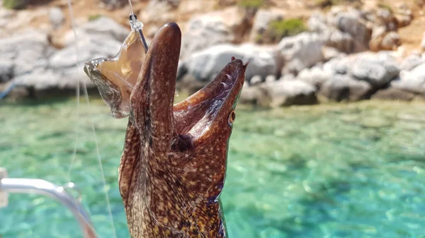 鱼钩上的头鳗鱼 — 图库照片
