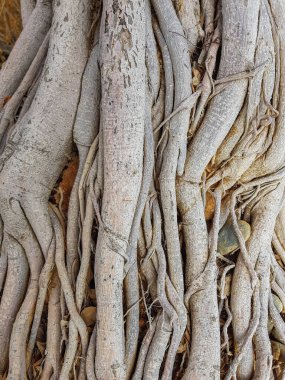 Çiçek ağacının köklerini yalın kökler..