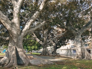 Bahçedeki iki ağaç..