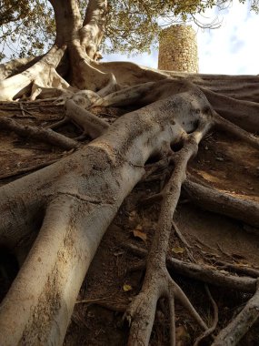 Parktaki bir ağacın dev köklerini birbirine bağlamak. İspanya, Barselona.