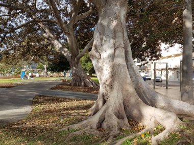 Açık kökleri olan büyük ağaçlar.