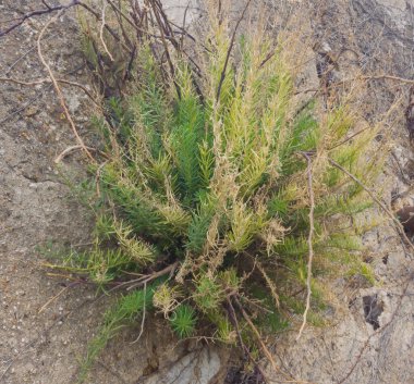 Beton bir duvarın yüzeyinde büyüyen çalı..