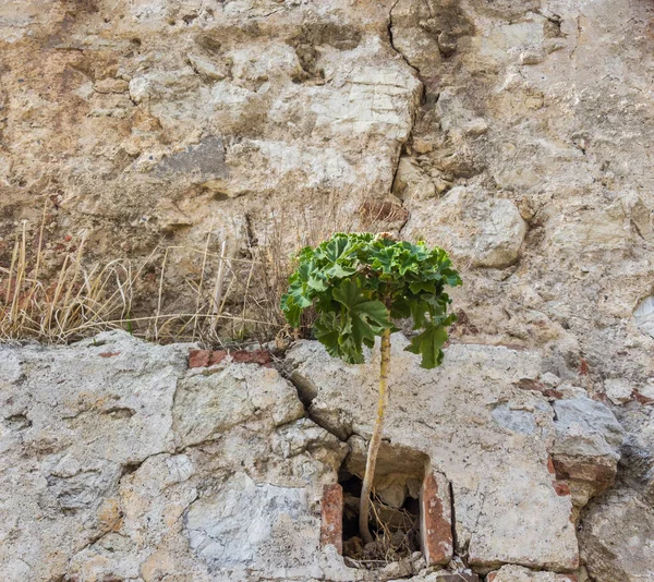 Ein Junger Baum Durchbrach Eine Alte Betonmauer — Stockfoto