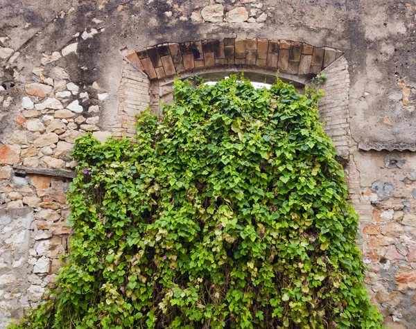 Der Alten Steinmauer Leere Fenster Mit Pflanzen Überwuchert — Stockfoto