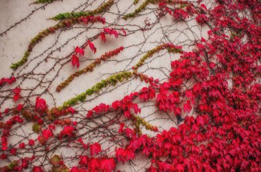 Duvar sonbahar kırmızı yapraklı bir loach ile kaplıdır..