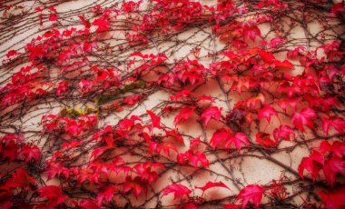Loach 'la örülmüş beton duvar. Sonbahar arkaplanı.