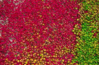 Loach 'un çok renkli sonbahar yaprakları. Sonbahar paleti.