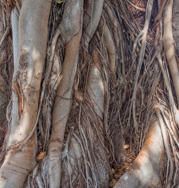 Ağacın köklerini birbirine bağlıyorum. Seçici odak.