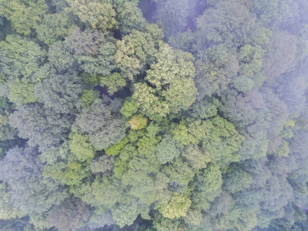 Ağaçların Tepesinde Drone Fotoğrafı Yukarıdan Görünüşü — Stok fotoğraf
