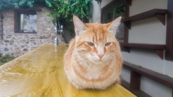 Gato Jengibre Callejero Mostrador Bar Exterior Café Calle — Foto de Stock