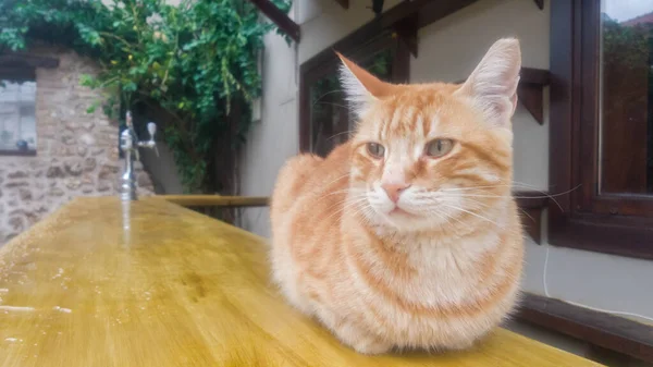 通りのカフェの外のバーカウンターでストレイ生姜猫 — ストック写真