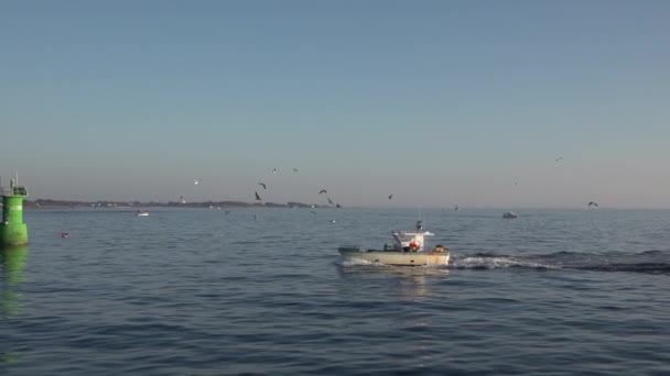 Pequeno Barco Pesca Que Retorna Porto Com Muitas Gaivotas Vídeo — Vídeo de Stock