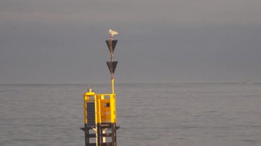 Bir martı yüzen bir şamandıranın üzerinde dinlenir. Güney Kardinal işareti.