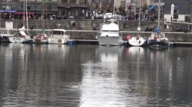 Genç gri bir martı Fransa 'nın Honfleur Limanı' nda yüzüyor. Yavaş çekim videosu.